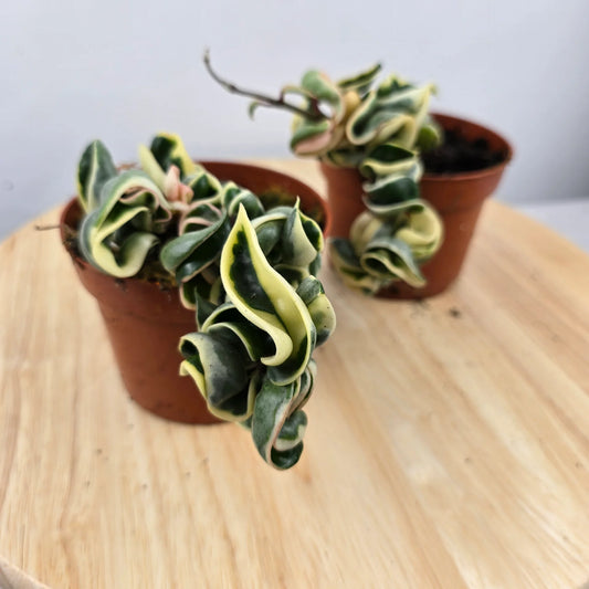 Hoya carnosa Compacta 'variegata'