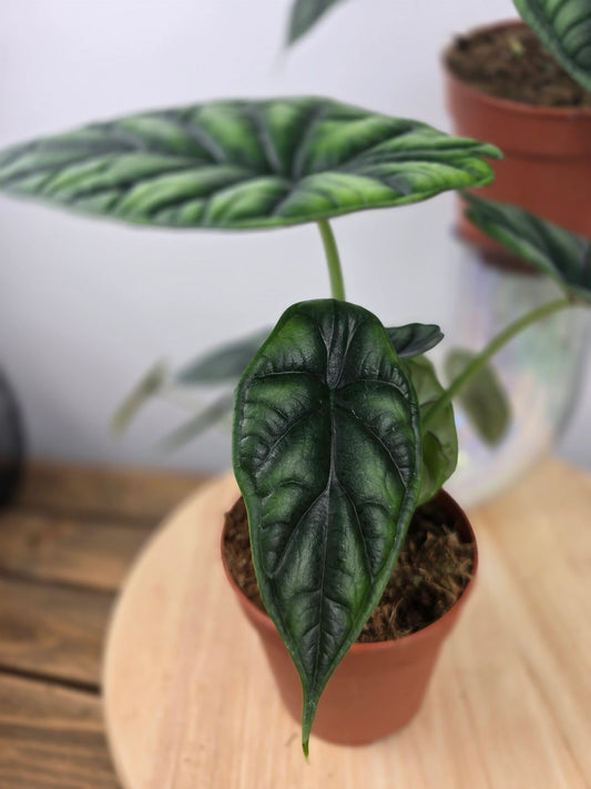 Alocasia 'Dragon Scale'