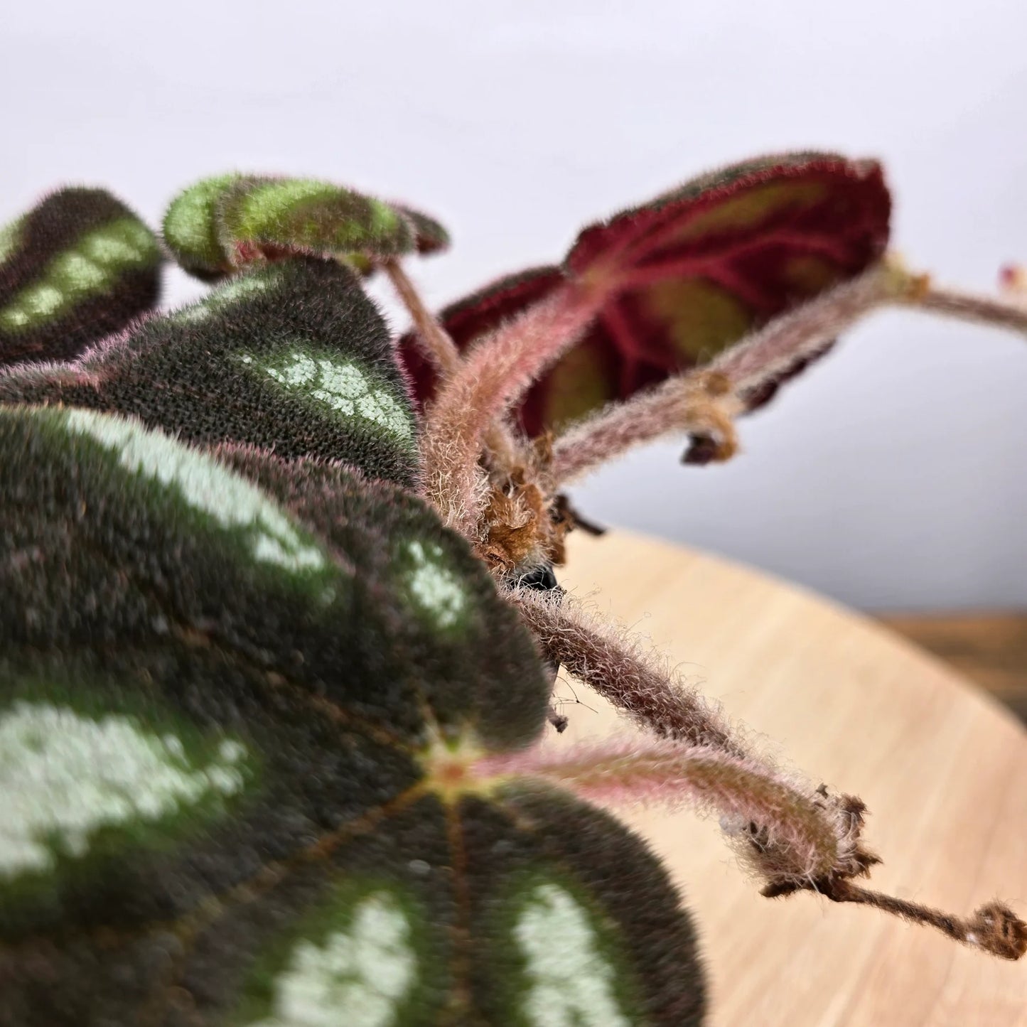 Begonia 'Ngoc Lac'