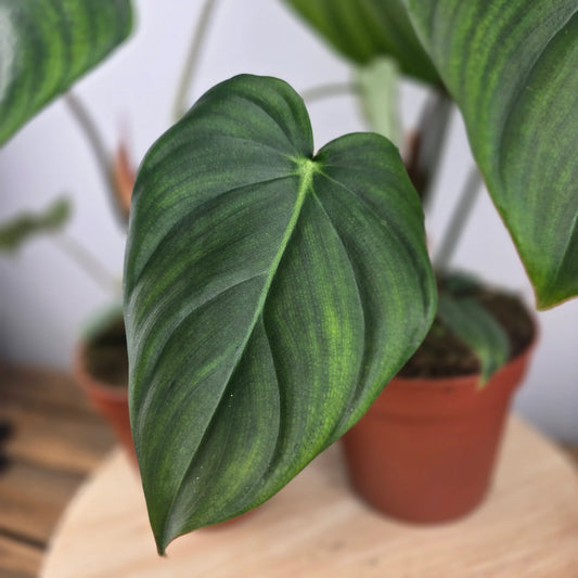 Philodendron Dean McDowell