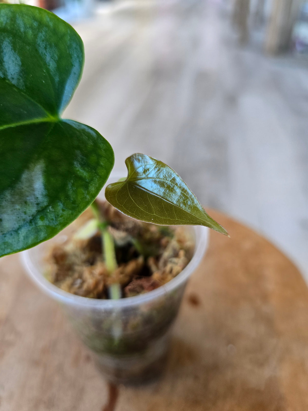 Anthurium Nigrolaminum 'Gigi' x Anthurium Forgetii