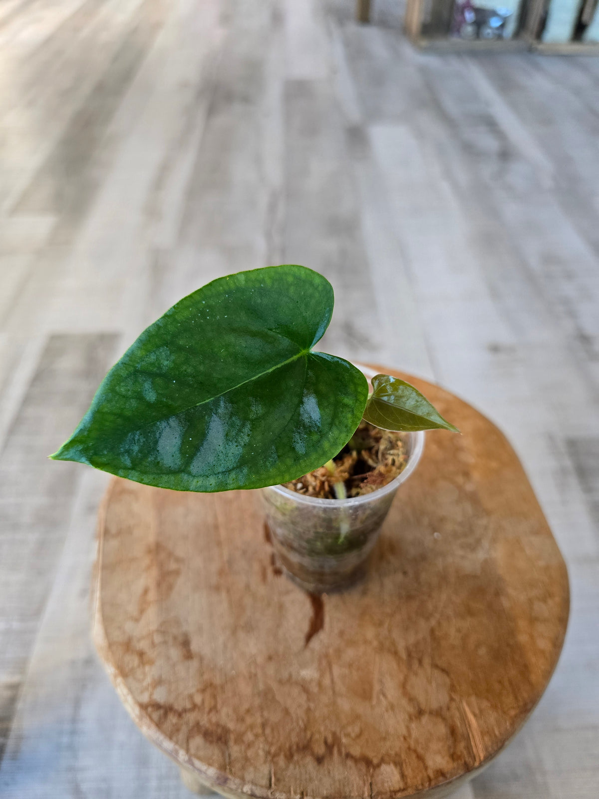 Anthurium Nigrolaminum 'Gigi' x Anthurium Forgetii