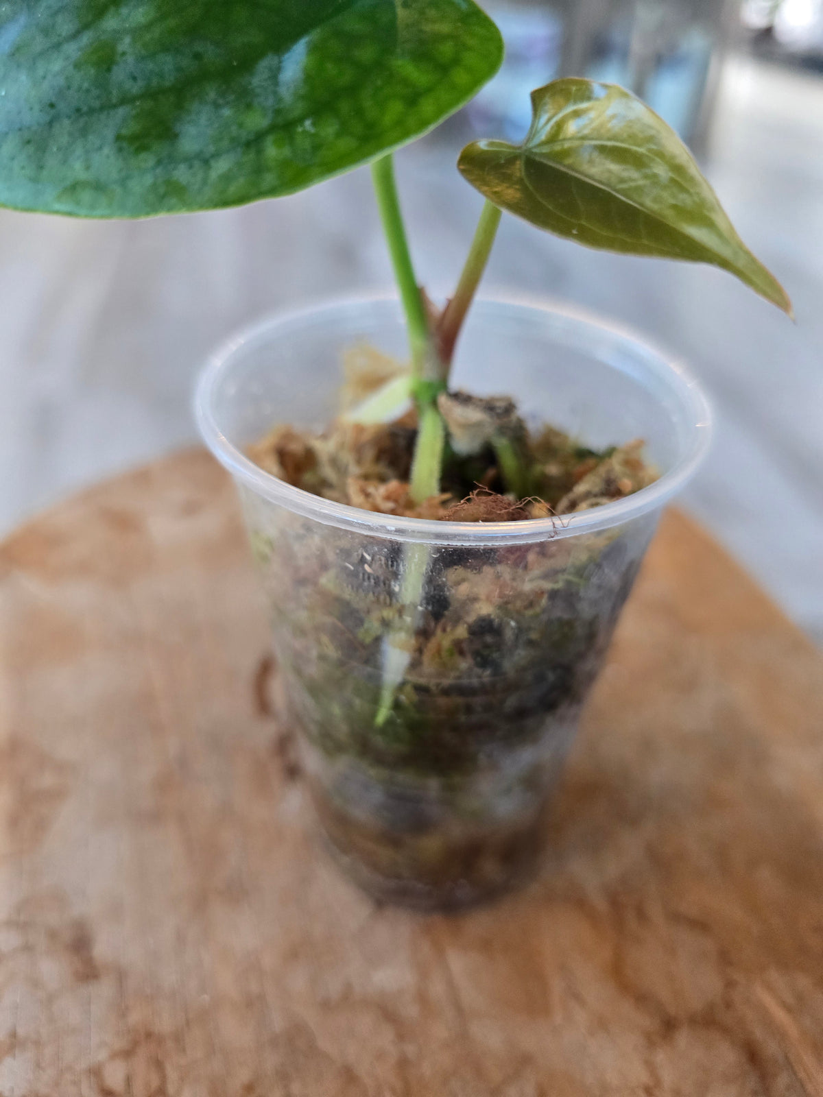 Anthurium Nigrolaminum 'Gigi' x Anthurium Forgetii