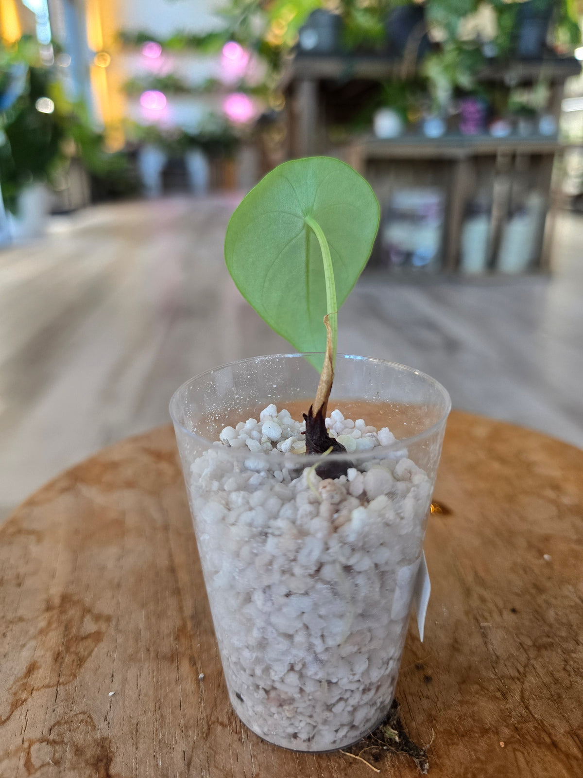 Alocasia Melo (JP)