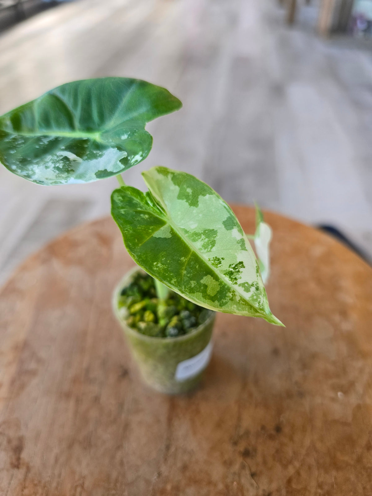 Alocasia Frydek variegata (JP2)
