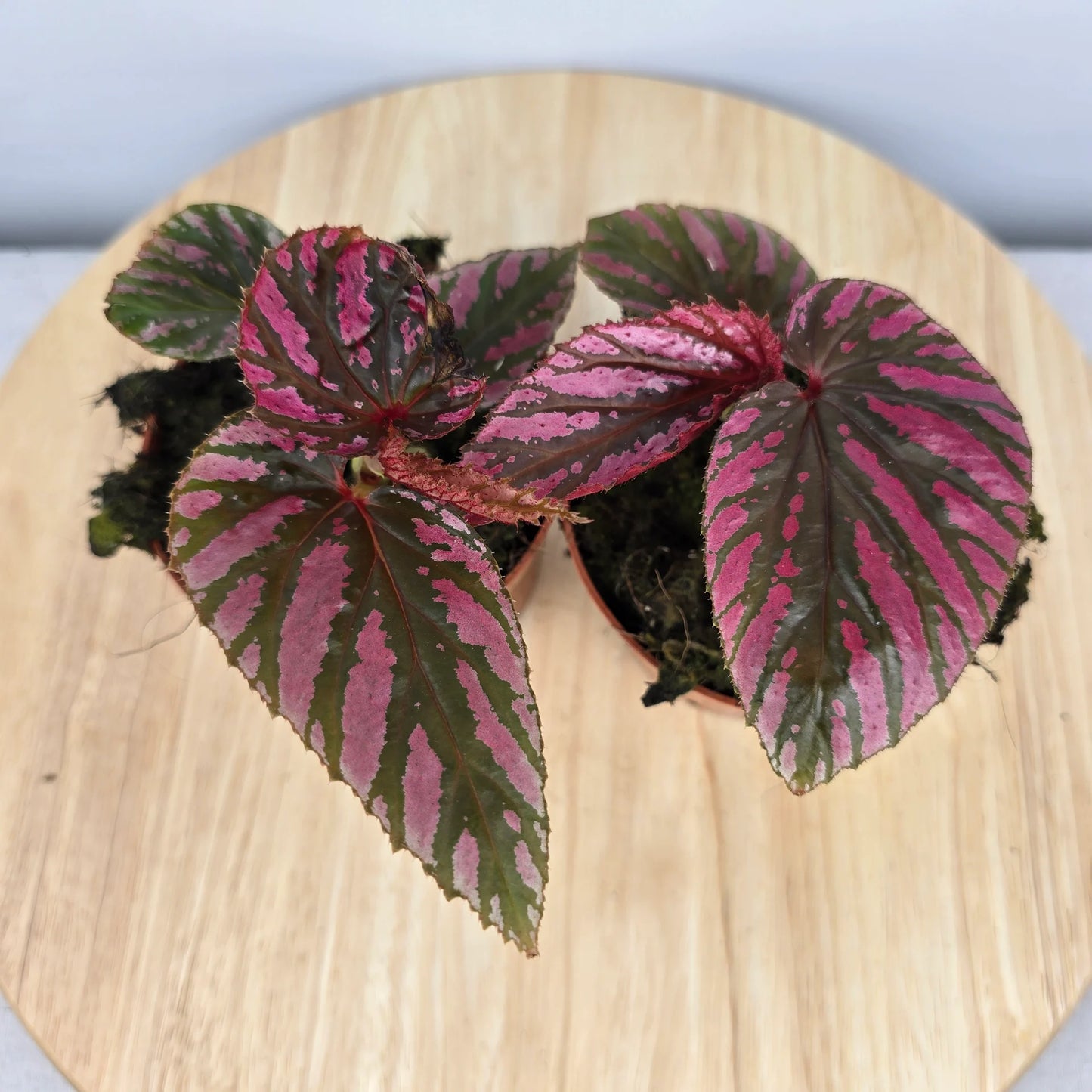 Begonia brevirimosa