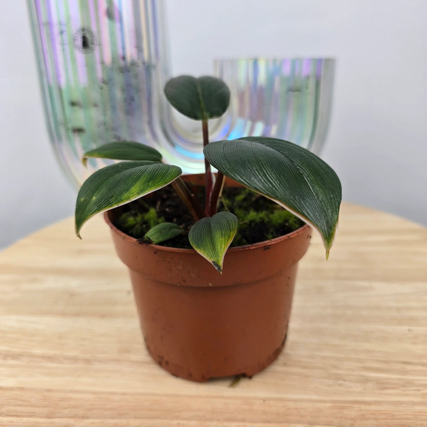 Homalomena wallisii 'Red Sumatra'