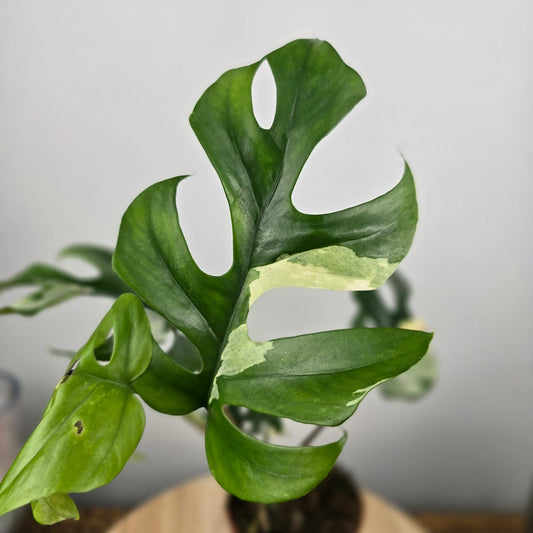 Rhaphidophora tetrasperma variegata