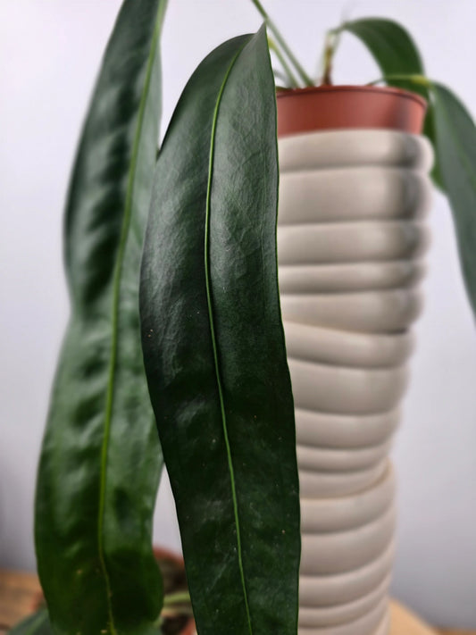 Anthurium Wendlingeri