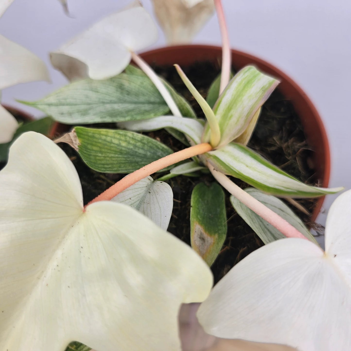 Philodendron Florida Ghost