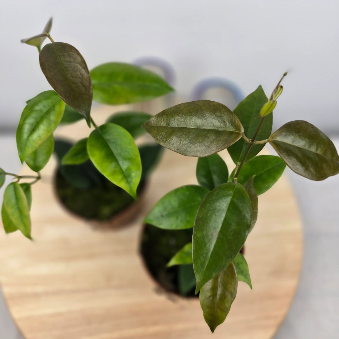 Hoya Paziae