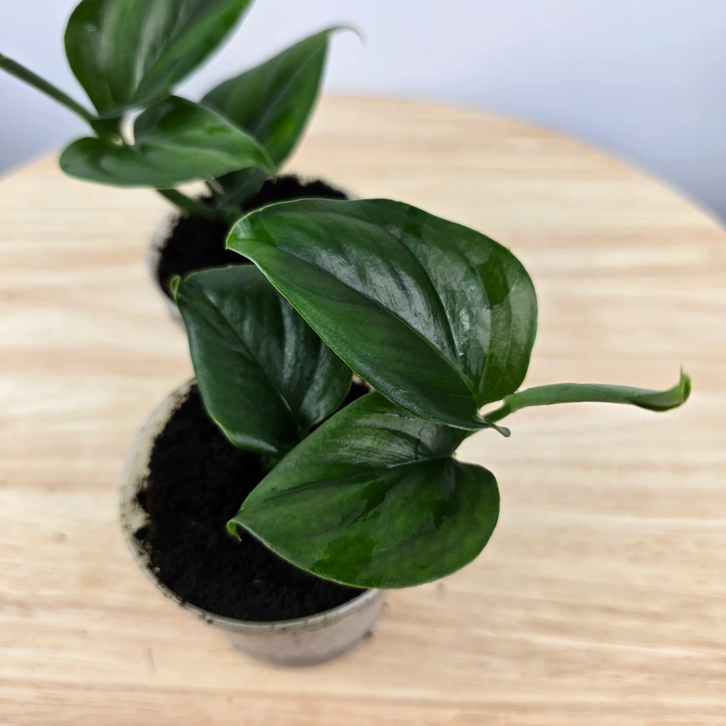 Monstera gambensis