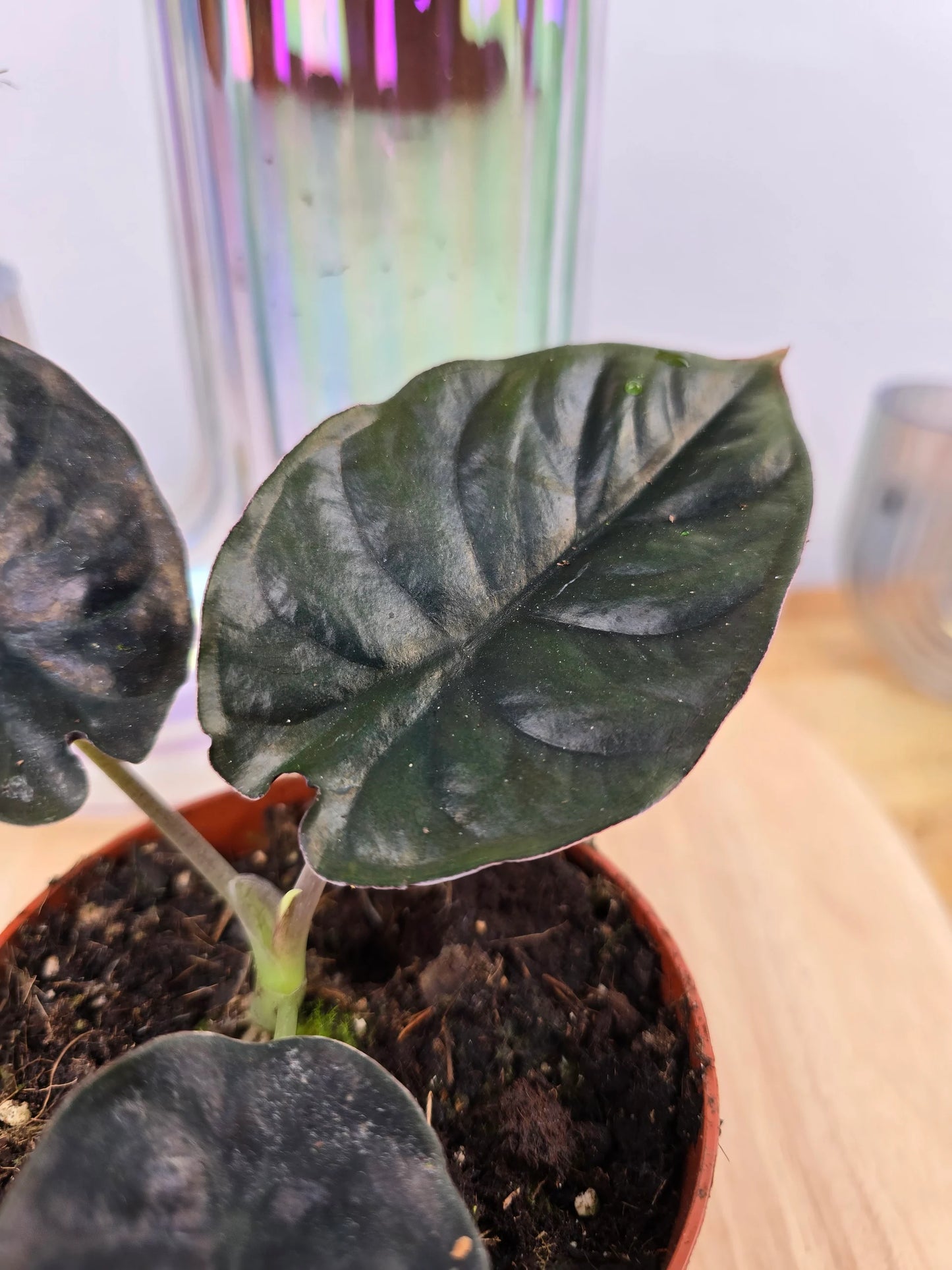 Alocasia infernalis 'Black Magic'