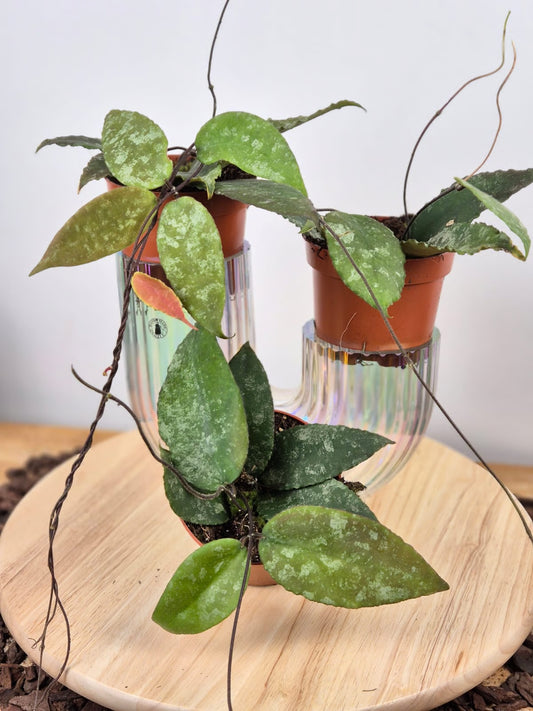 Hoya Caudata (Sumatra)