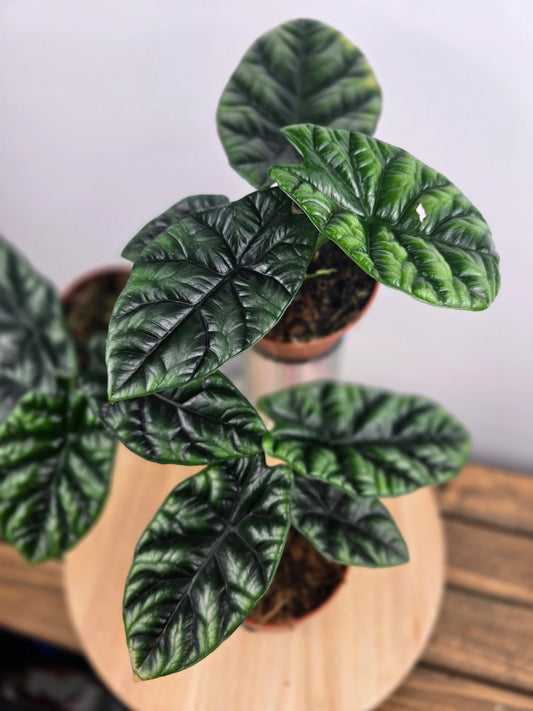 Alocasia Sinuata