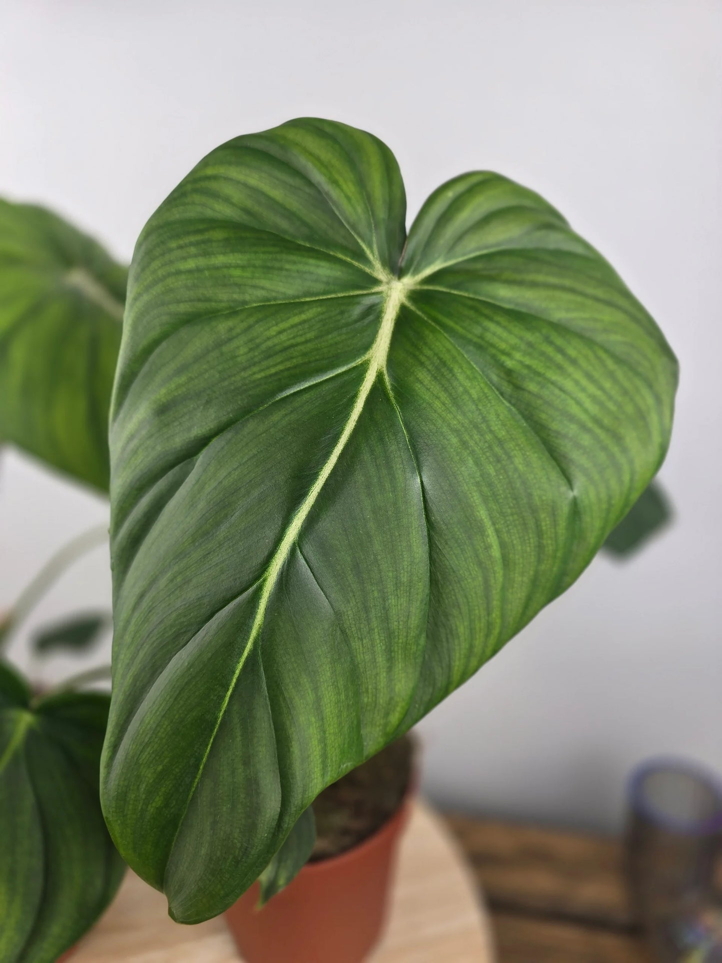 Philodendron Dean McDowell