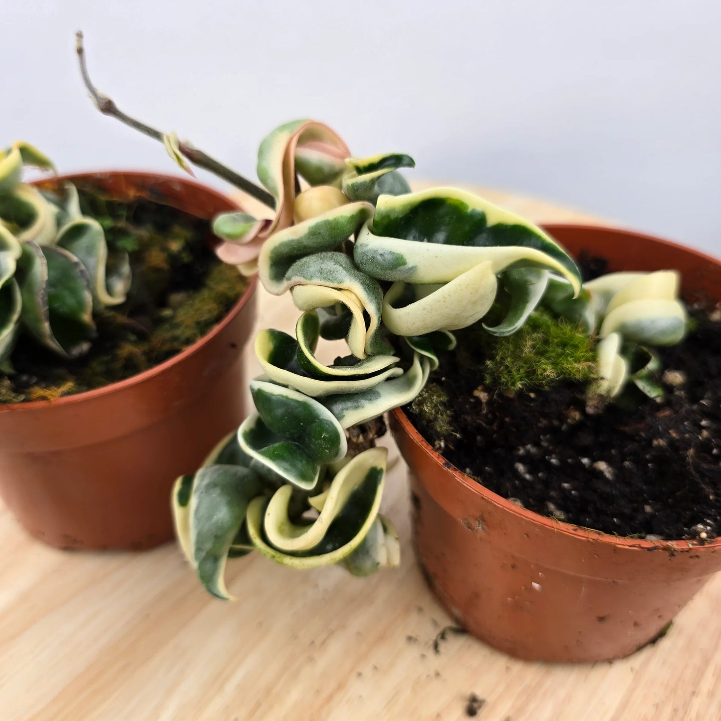 Hoya carnosa Compacta 'variegata'