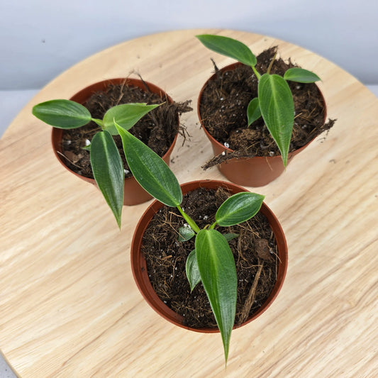 Philodendron 'Spiritus Sancti'