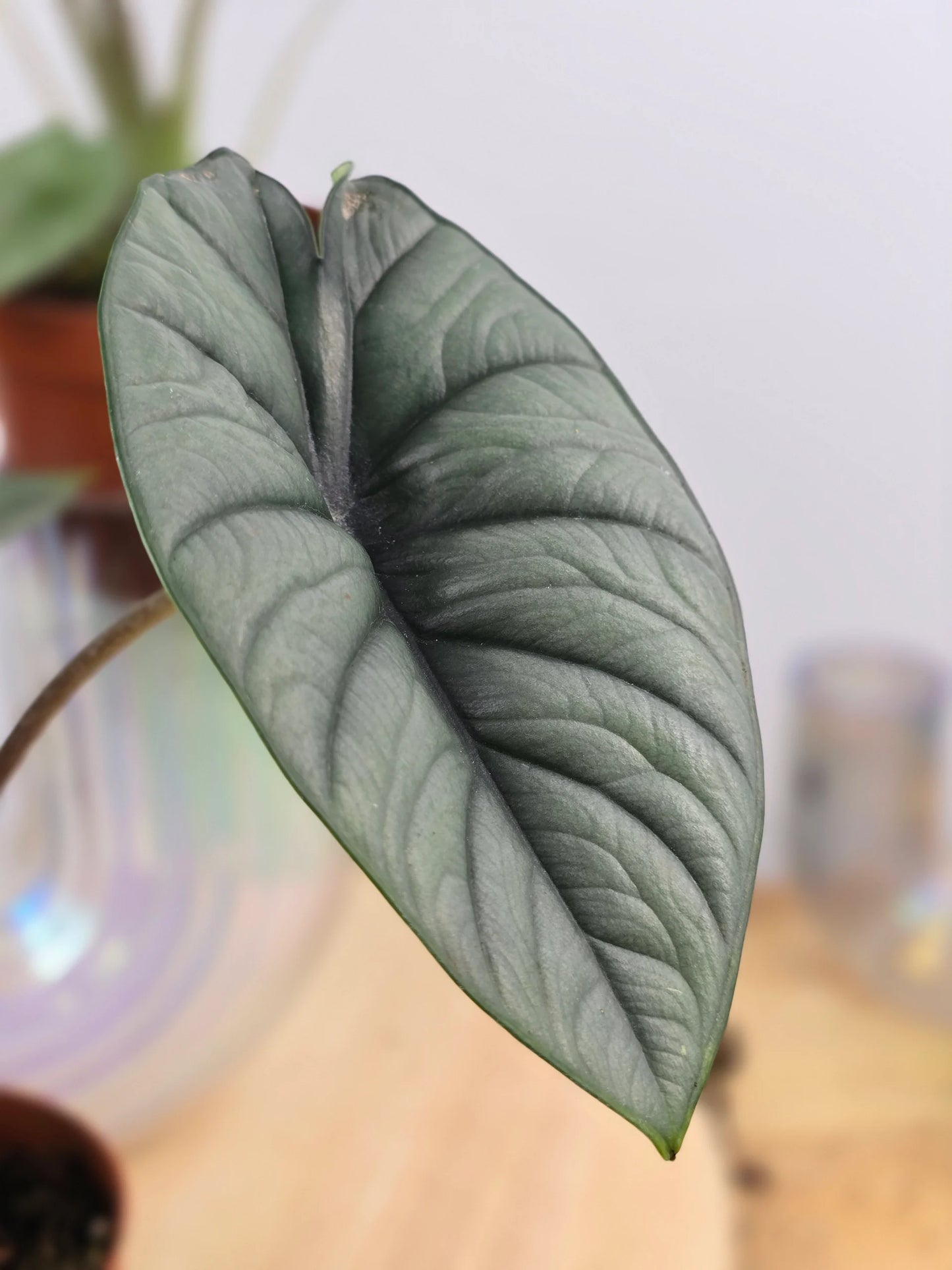 Alocasia Platinum