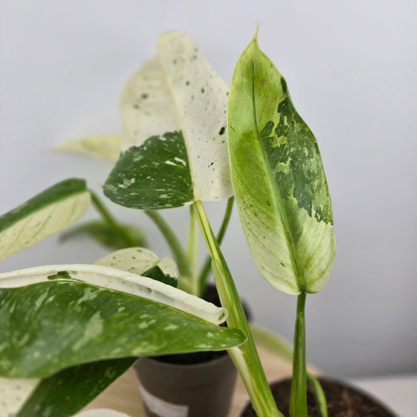Philodendron 'Jose Buono'
