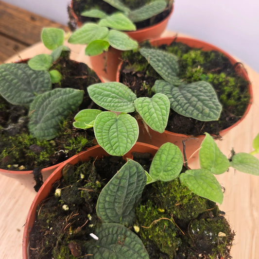 Rhaphidophora tenuis 'Silver'