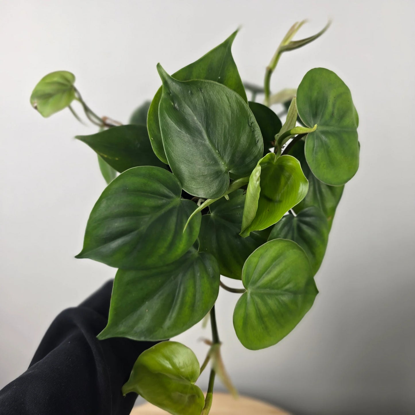 Philodendron scandens