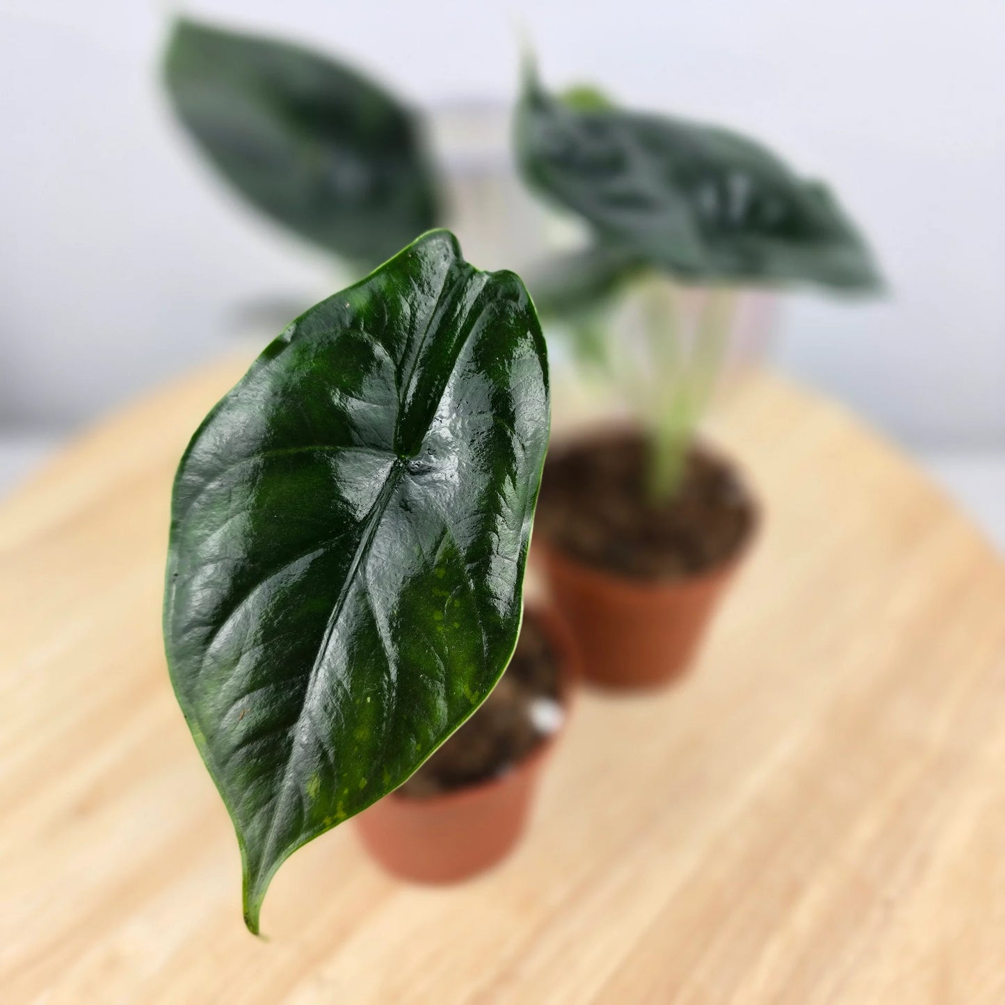 Alocasia 'Green Unicorn'