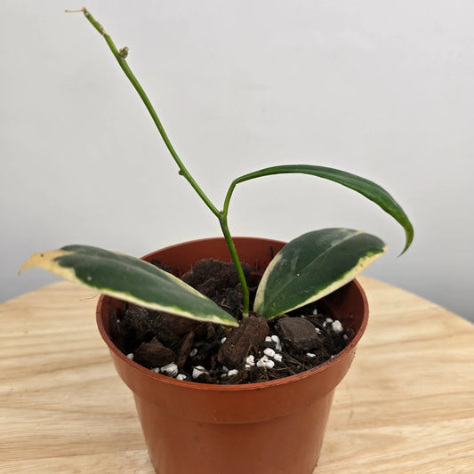 Hoya Incrassata variegata (JP)