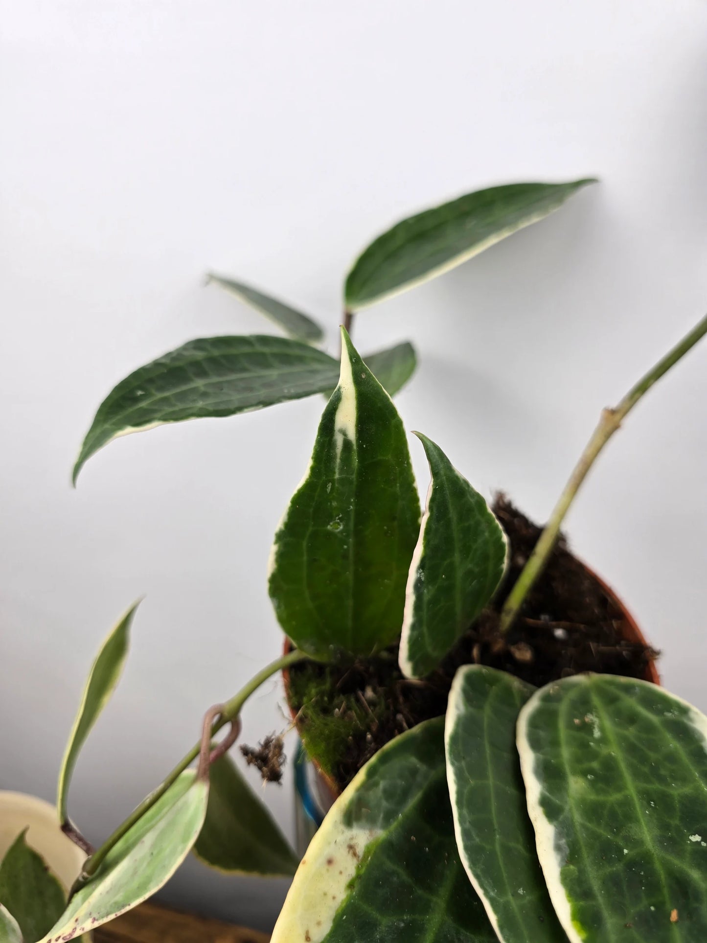 Hoya macrophylla variegata