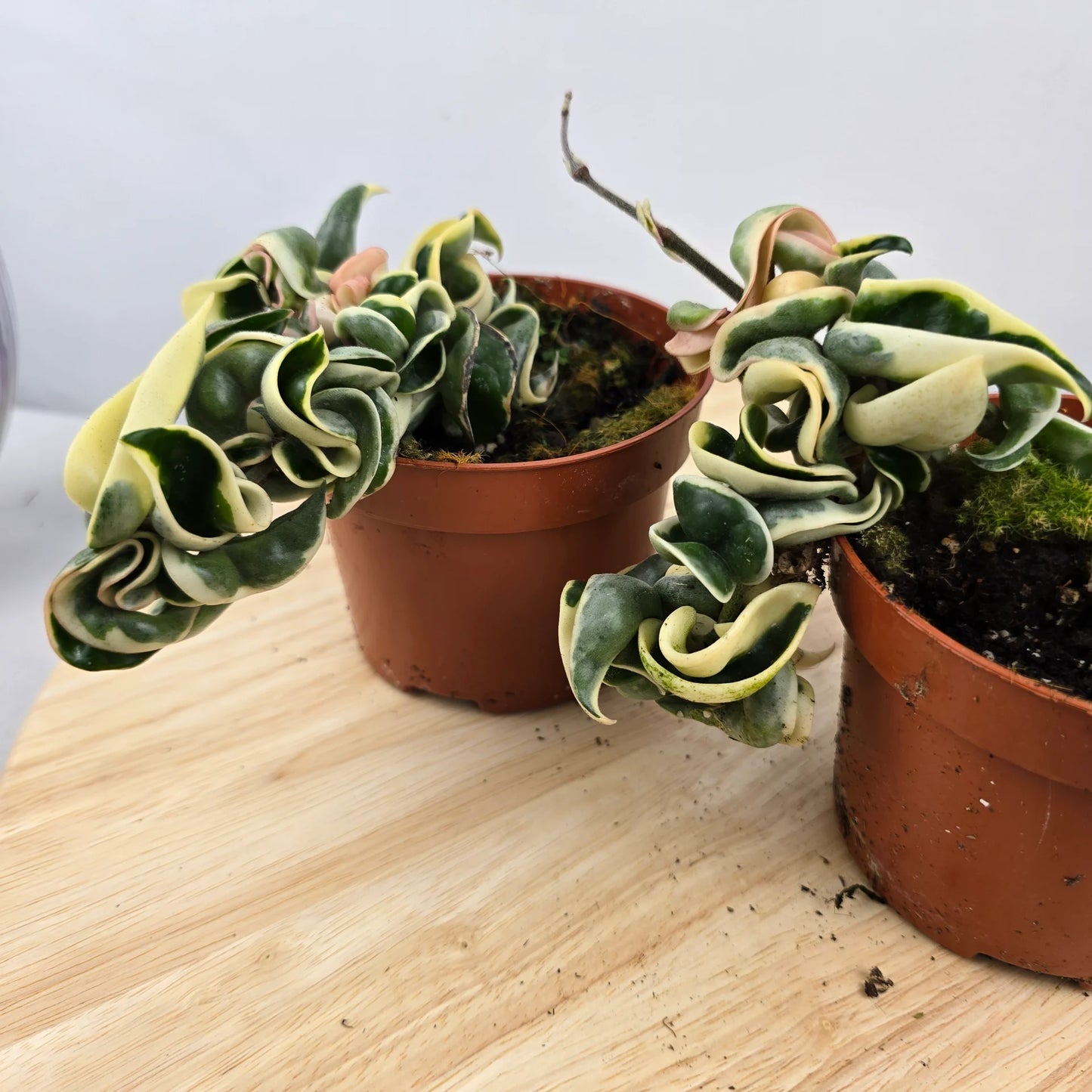 Hoya carnosa Compacta 'variegata'
