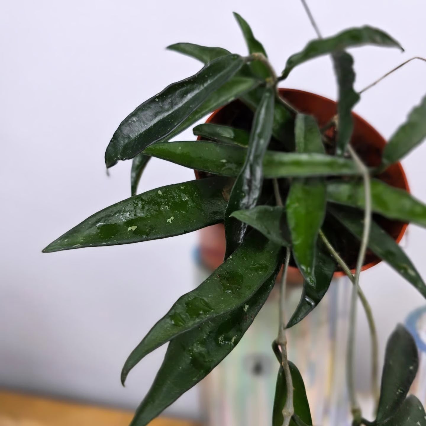 Hoya 'Minibelle'