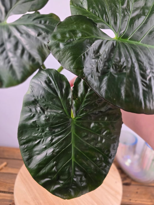 Alocasia Serendipity