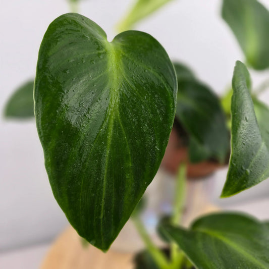 Philodendron Rugosum 'Aberrant Form'