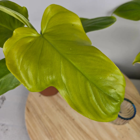 Philodendron bipennifolium 'Aurea'