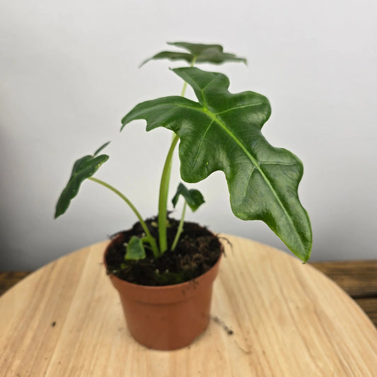 Alocasia Portei