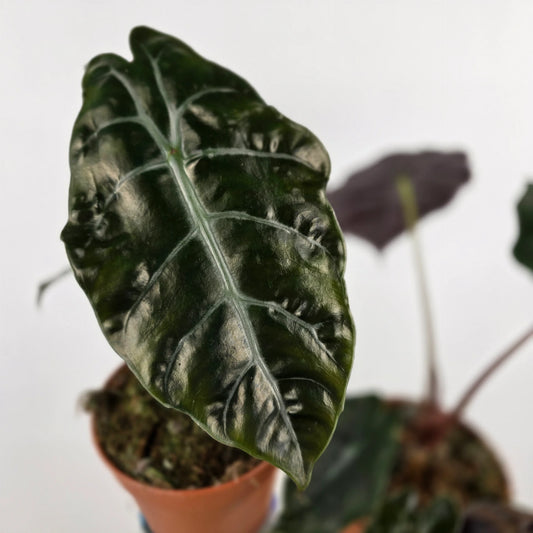 Alocasia chantrieri