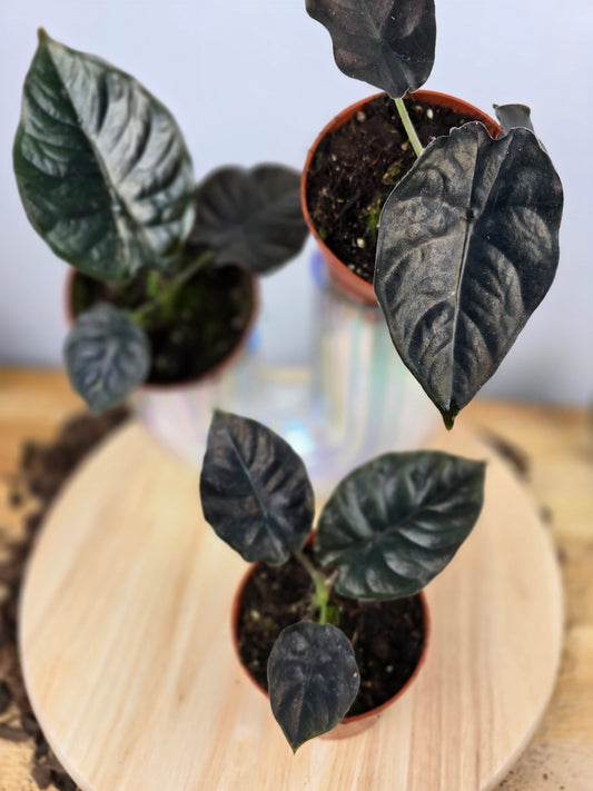 Alocasia infernalis 'Black Magic'