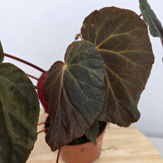 Begonia pavonina