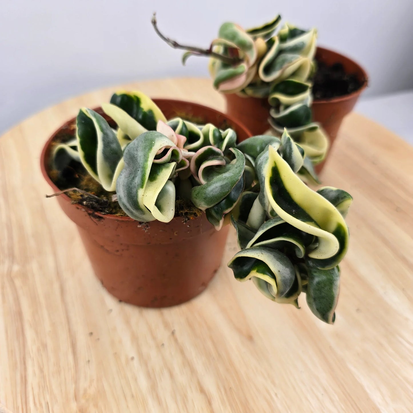 Hoya carnosa Compacta 'variegata'