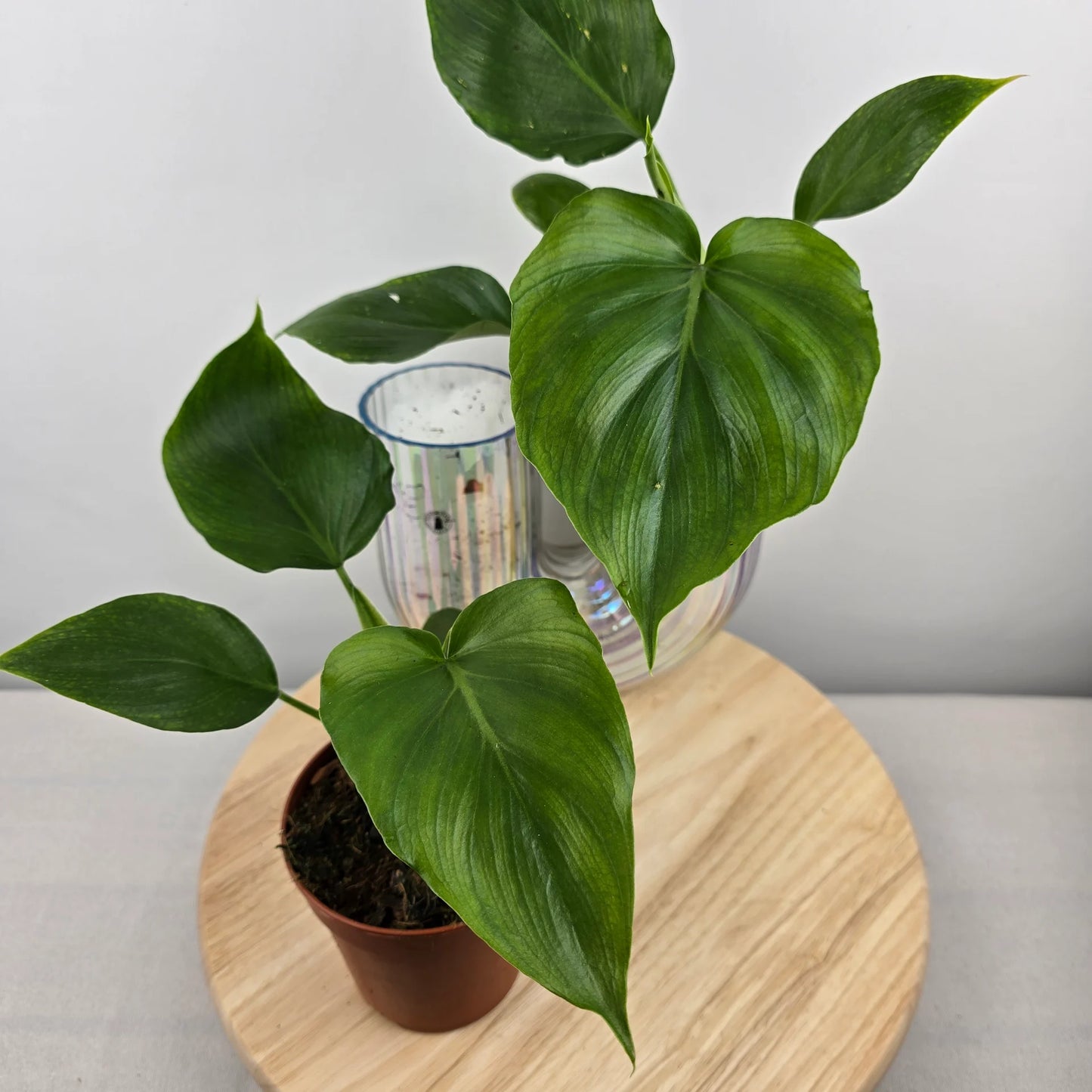 Philodendron warszewiczii