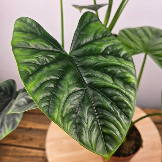 Alocasia 'Lukiwan'