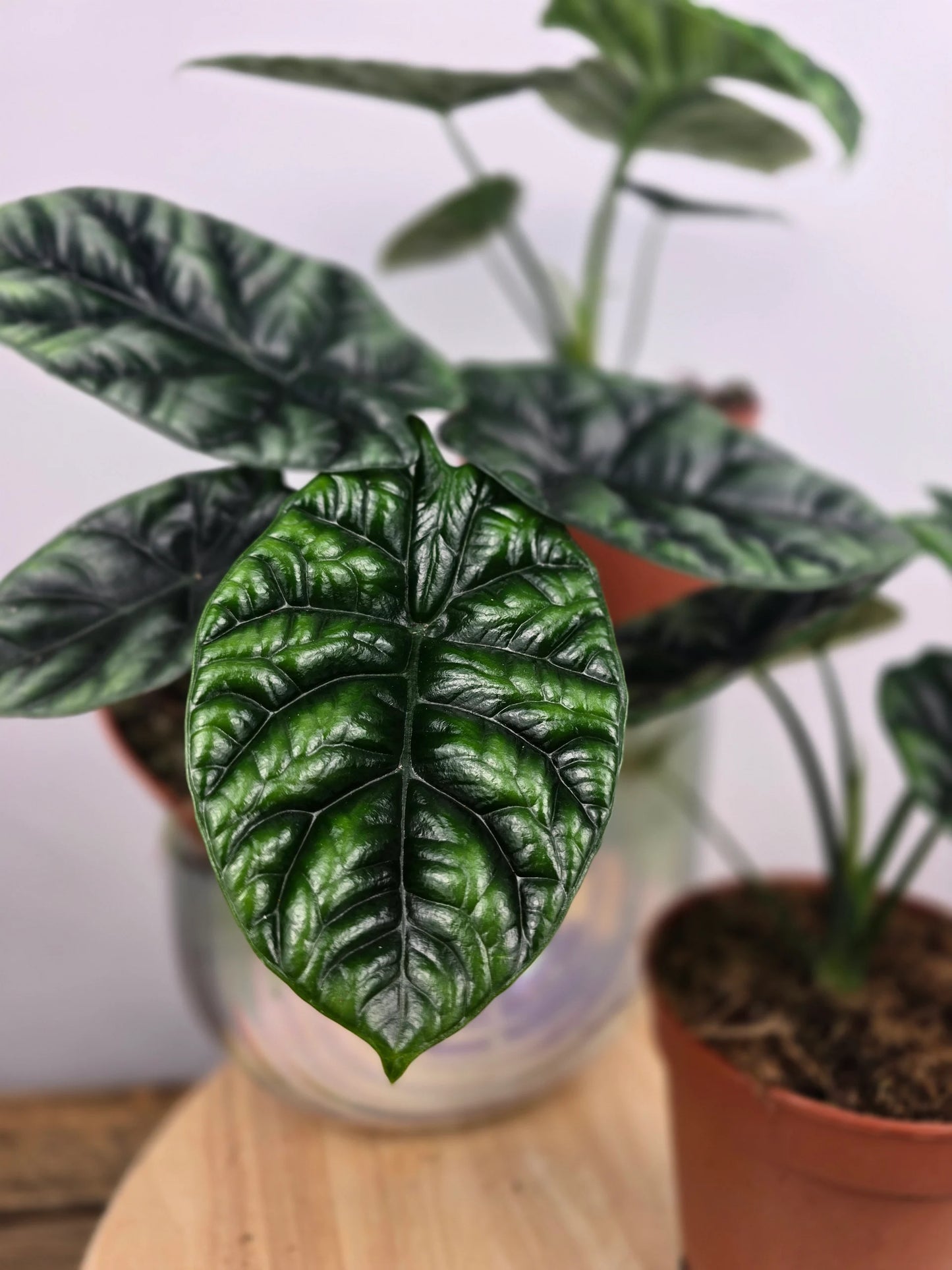 Alocasia Sinuata