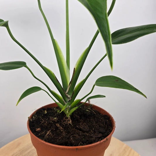 Monstera Burle Marx Flame