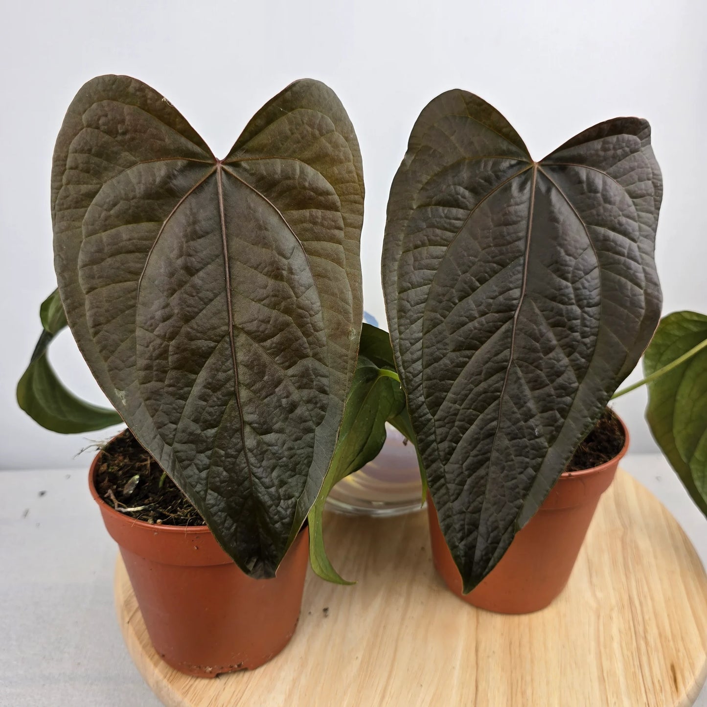 Anthurium 'Queen of Hearts'