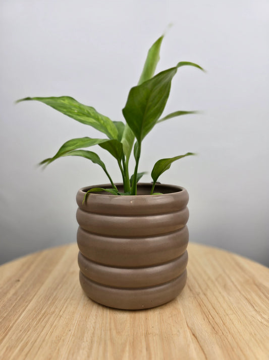 Übertopf Botaniq rund