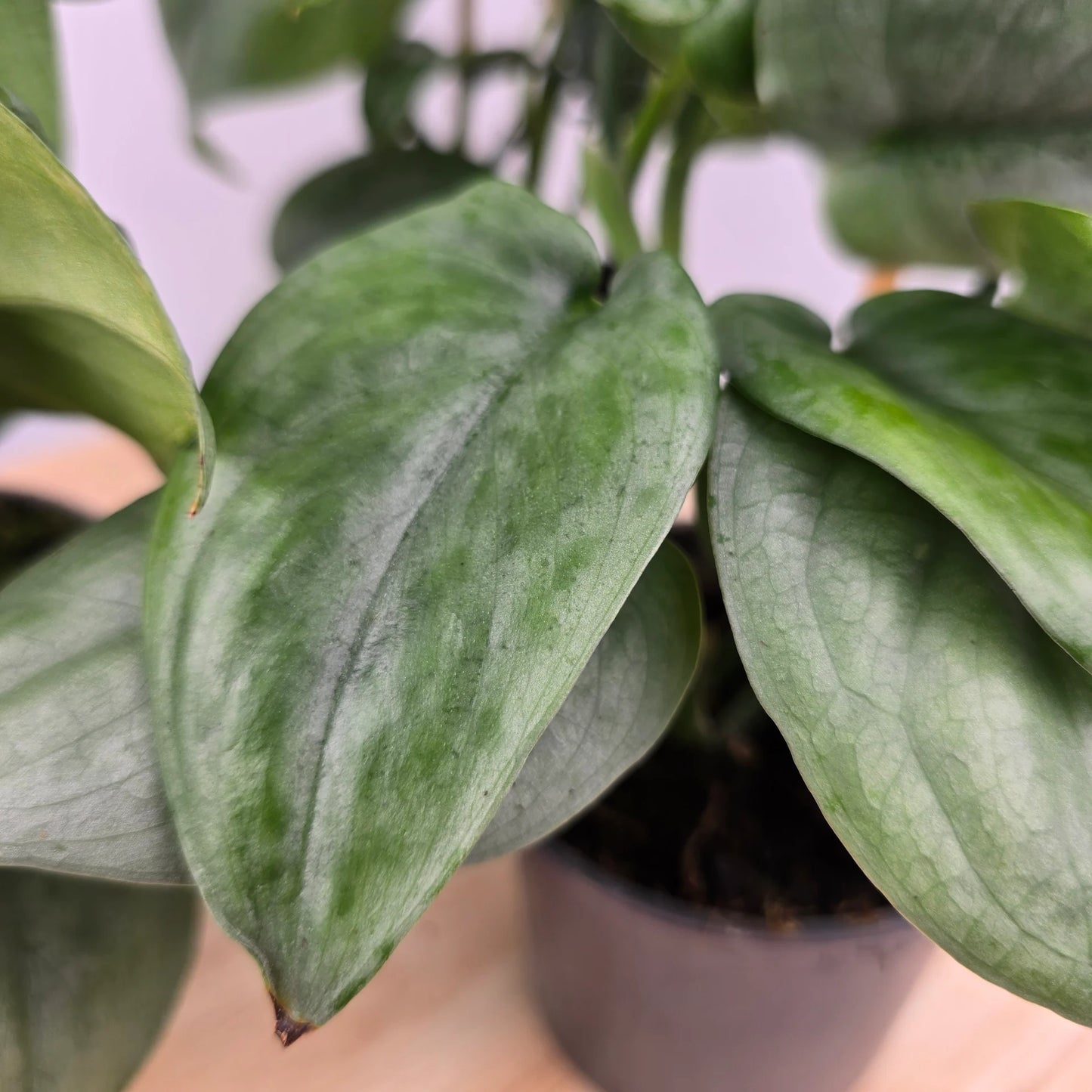 Scindapsus 'Silver Tattoo'