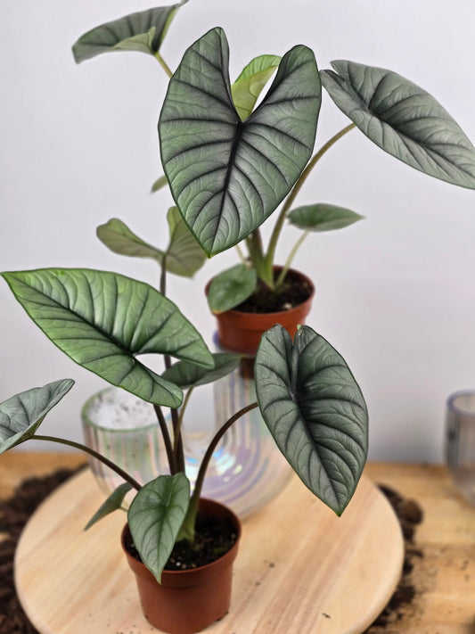 Alocasia Platinum