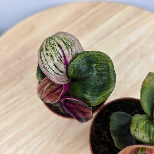 Geogenanthus ciliatus 'Aura Flame'