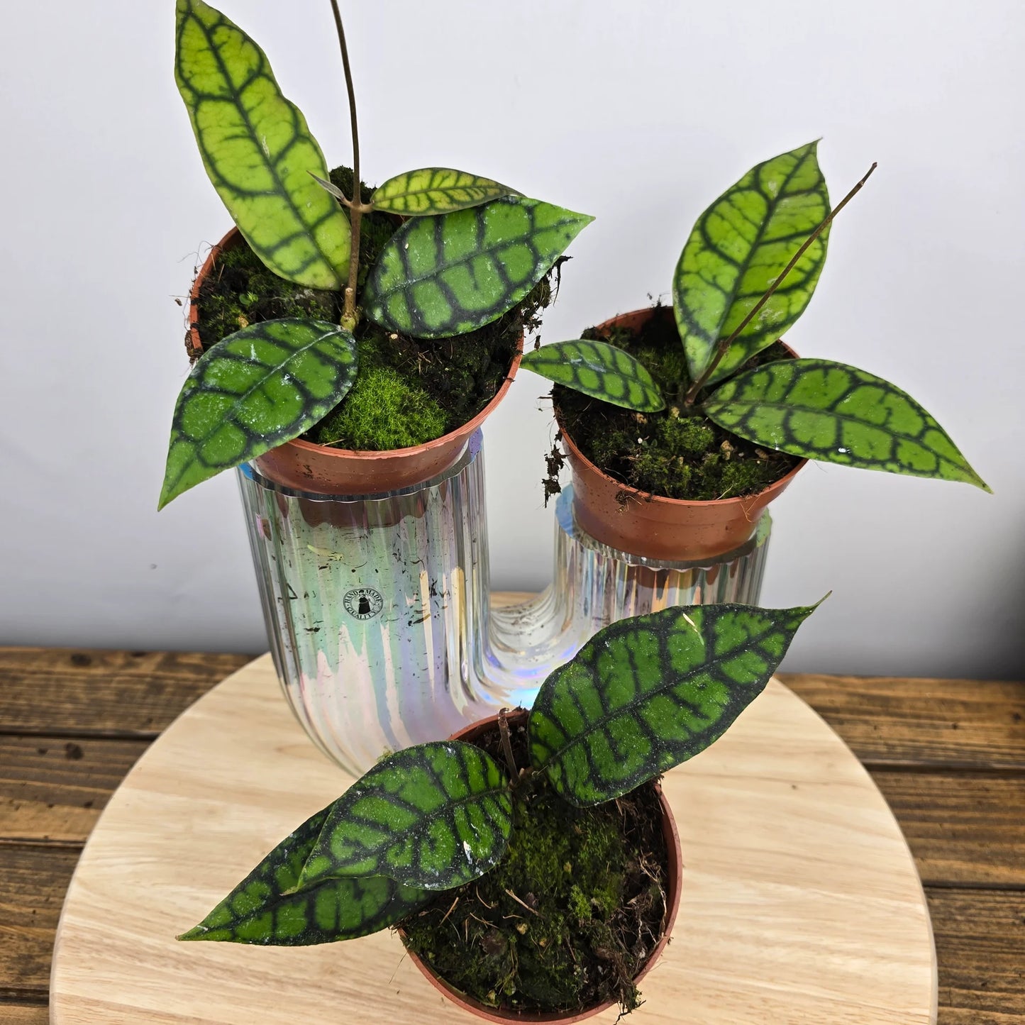 Hoya callistophylla 'Black Cat'