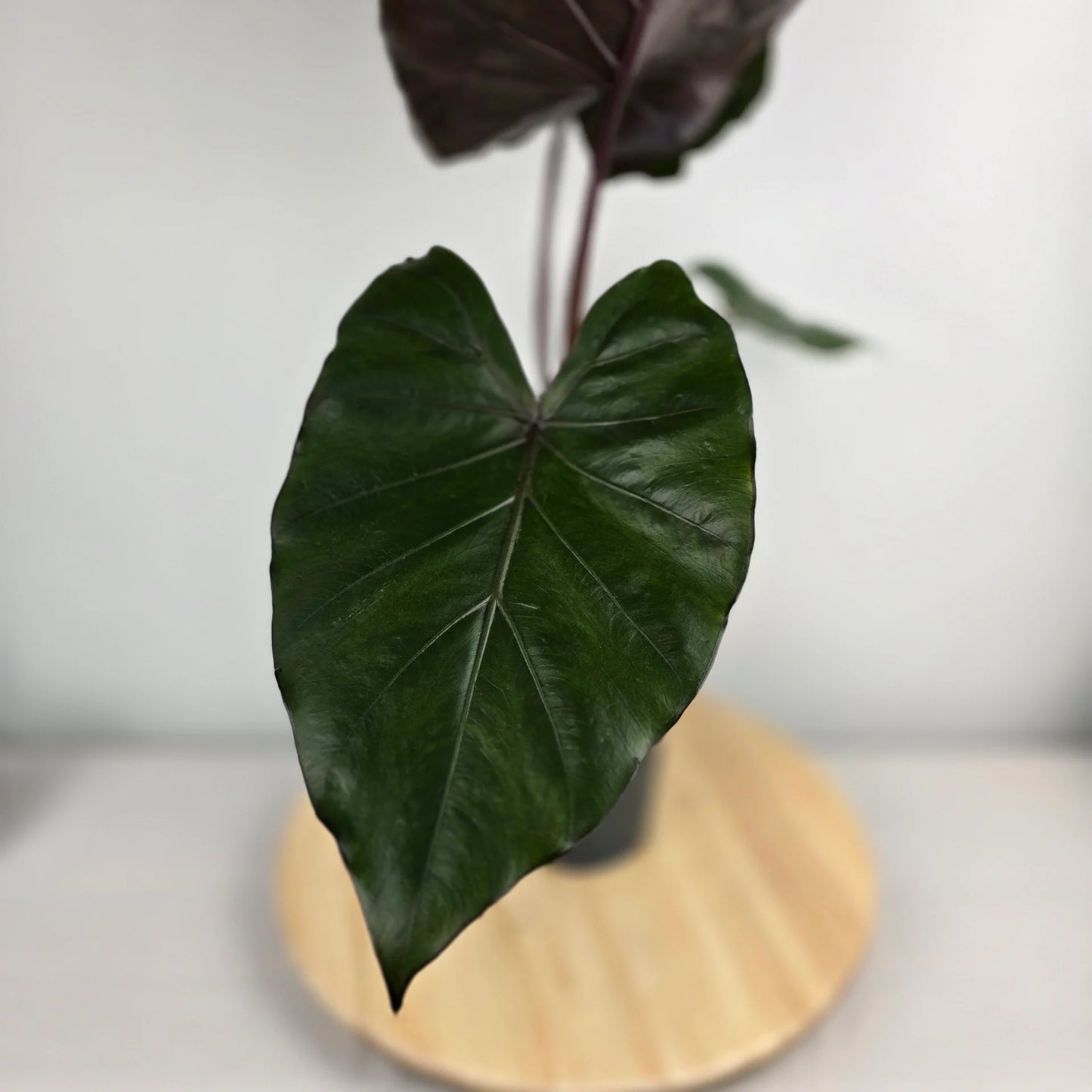 Alocasia 'Metalhead'